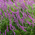 Clovers Garden Salvia (Meadow Sage) Plants – Two (2) Live Plants – Non-GMO - Not Seeds - Each 4" to 8" Tall – in 4" Inch Pots – Hardy Flowering Perennial, Pollinator Favorite by CloversGarden