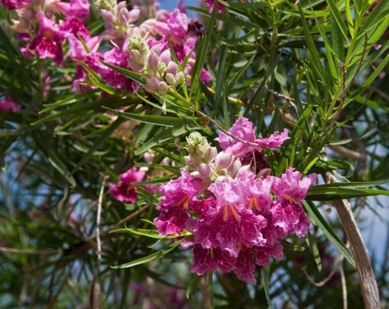 Desert Willow Seeds, Chilopsis Linearis, Showy Trumpet-Shaped Flowers, Fast-Growing Drought-Tolerant Shrub, 25 Seeds - Image 4