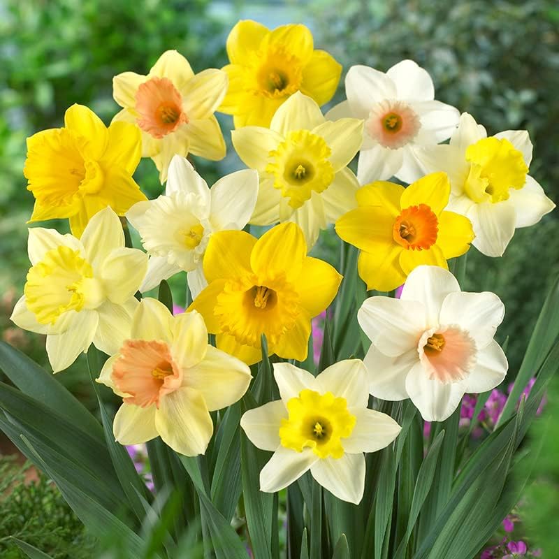 100 Narcissus Daffodil Mix Flower Bulb Box with Easy Carry Handle - White & Yellow Colors - Weeks of Easy to Grow Flowers - Plant in Gardens, Containers & Flowerbeds - Planting Instructions Included - Image 3