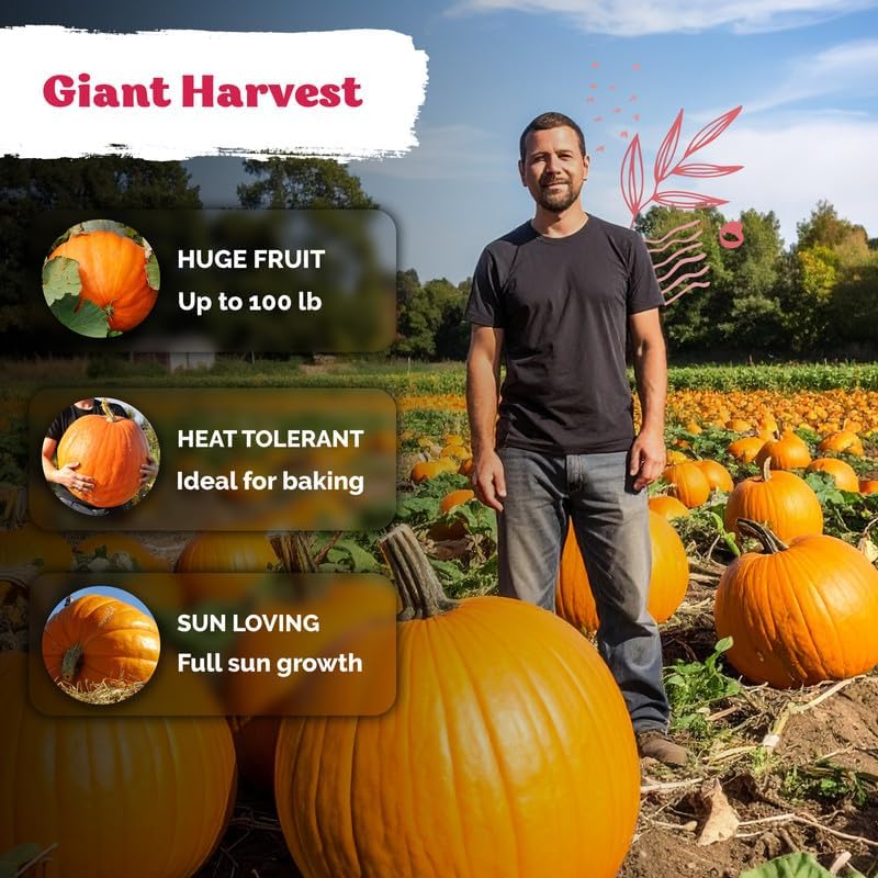 50 Big Max Pumpkin Heirloom Vegetable Seeds for Planting, Cucurbita Pepo - Image 4