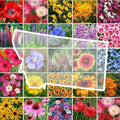 Eden Brothers Montana Wildflower Mixed Seeds for Planting, 1 lb by EdenBrothers