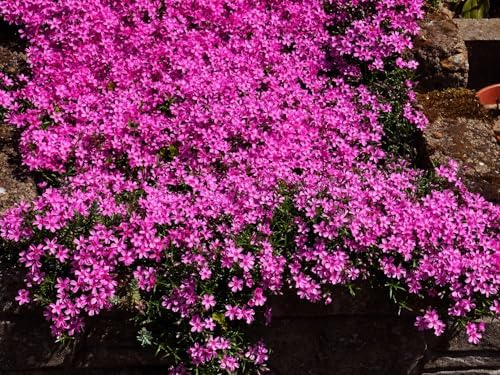 Greenwood Nursery: Live Ground-Cover Plants - Pink Creeping/Moss Phlox + Subulata - [Qty: 5X Pint Pots] - (Click for Other Available Plants/Quantities) by GreenwoodNursery