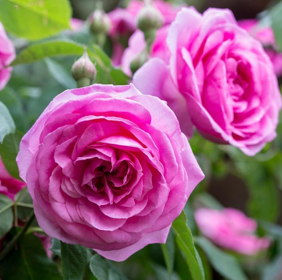 Climbing Roses Live Plants 5-8 "Tall 3" Pot, Heirloom Roses Climber Repeat Flowering, Vibrant Blooms, Hardy Shrub Outdoor Garden Flower (Pink) - Image 5