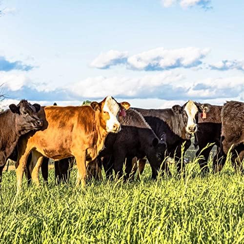Outsidepride Perennial Ryegrass Seeds - 5 lb. Hardy & Fast-Growing, Cover Crop Seeds for Planting Glossy Dark Green Grass Leaves, Ideal for Hay Foraging, Pasture Grazing & Erosion Control - Image 2