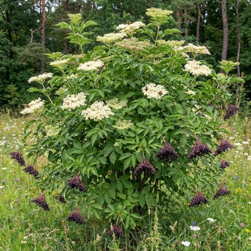 Black Elderberry Live Plant, 8-12 Inch Tall, Quart Pot - Image 5