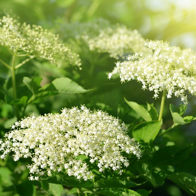 3 Black Elderberry Live Plants, Cold Hardy Berry Bush, 6-12 Inch Tall - Image 4