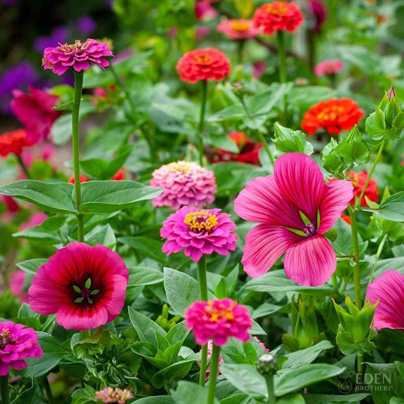 Eden Brothers Cupid's Flower Seed Mixed Seeds for Planting, 1/4 lb, 120,000+ Seeds with Malop Vulcan, Zinnia | Attracts Pollinators, Plant in Spring, Zones 2, 3, 4, 5, 6, 7, 8, 9, 10 by EdenBrothers