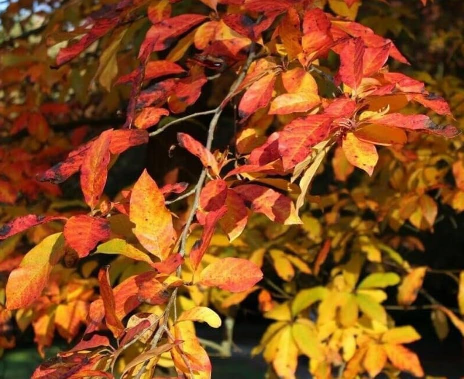 Black Tupelo Tree - 6-12" Tall Live Plant - Image 7