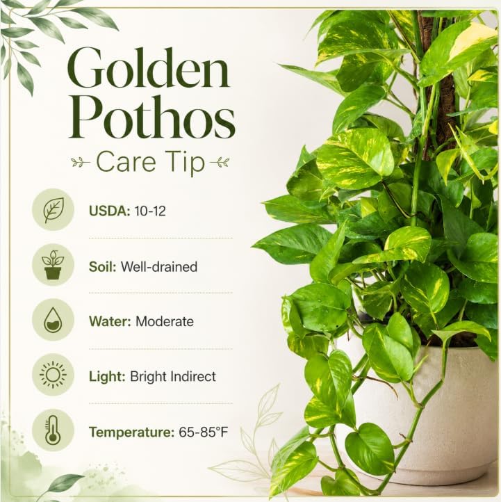 Live Golden Pothos Indoor Plant 4 Inch Pot, Tropical Vine with Variegated Leaves Plant for Indoor, Outdoor Garden - Image 5
