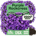 SVI 2500 Purple RockCress Seeds (Aubrieta deltoidea) – Purple Rock Cress Seed Packets – Ground Cover Garden Flowers Perennial Flower Seeds for Rock Gardens, Walls & Outdoor Flower Garden by SVI