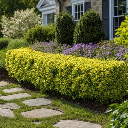 Ligustrum Japonicum 'Howardi' - 10 Live Plants - Evergreen Privacy Hedge Yellow Tip Shrub - Image 2
