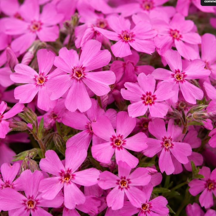 Pack of 3 Pink Creeping Phlox Live Plants in 4" Pot, Moss Phlox Ground Cover, Phlox Subulata Perennial Flowering Plants - Image 3