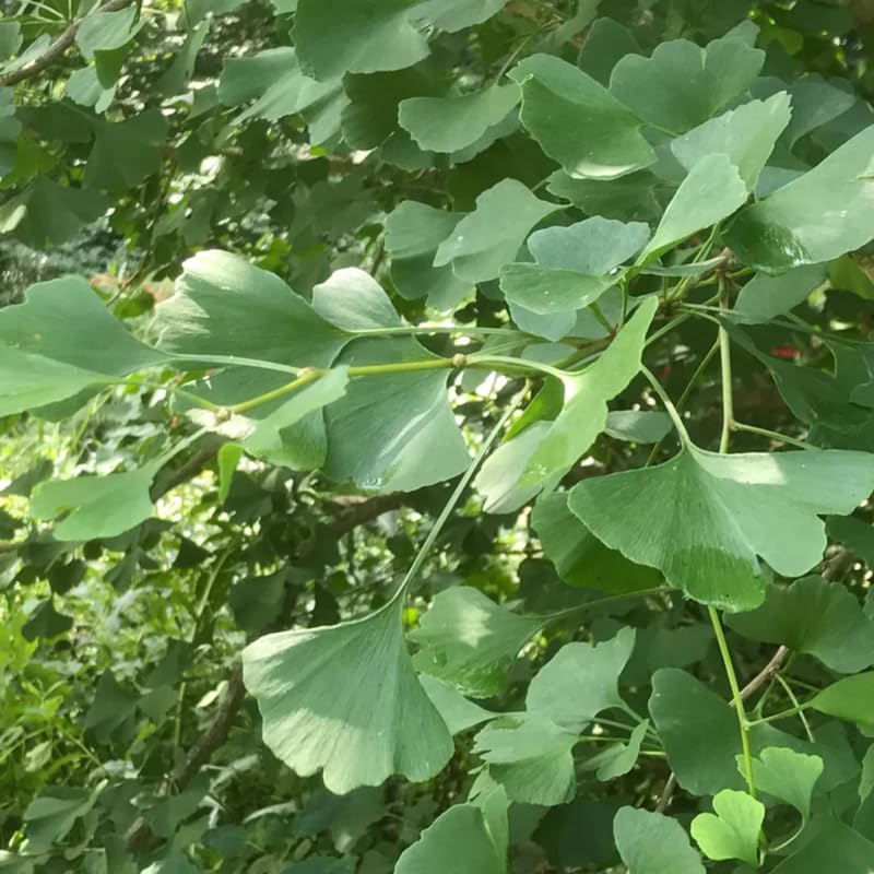 Ginkgo Tree Plant Live, Ornamental Tree, Quart Pot - Image 2