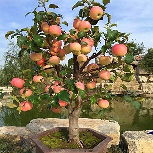 Dwarf Bonsai Apple Tree Seeds - 25 Seeds - Grow Exotic Indoor Fruit Bonsai - Image 3