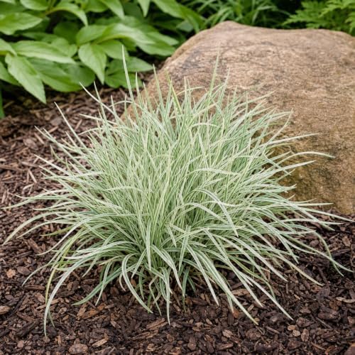 Aztec Grass | 20 Live Bare Root Pips | Liriope Muscari ‘Aztec Grass’ | Variegated Liriope | Ornamental Grass for Borders | Low Maintenance Ground Cover Plants - Image 4