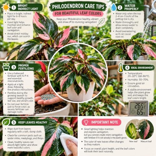 Pink Philodendron Plant Live, Rare Tropical Variegated Live Indoor Houseplant, Starter Plants No Pot, 5-9" in Tall - Image 3