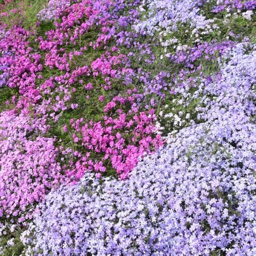2 Mixed Creeping Phlox Plants Live, Flower Plant, 2-5 Inch Tall - Image 3