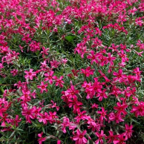 Red Creeping Phlox Plant, 2-3" Flower Phlox Starter Plants - Image 6