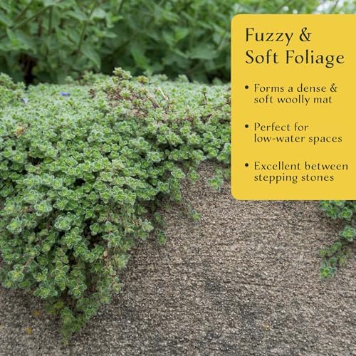 3 Woolly Thyme – Low-Growing Fragrant Fuzzy Evergreen Groundcover for Rock Gardens, Containers & Pathways (Thymus pseudolanuginosus) in 2.5″ Cubes, Live Plants - Image 3