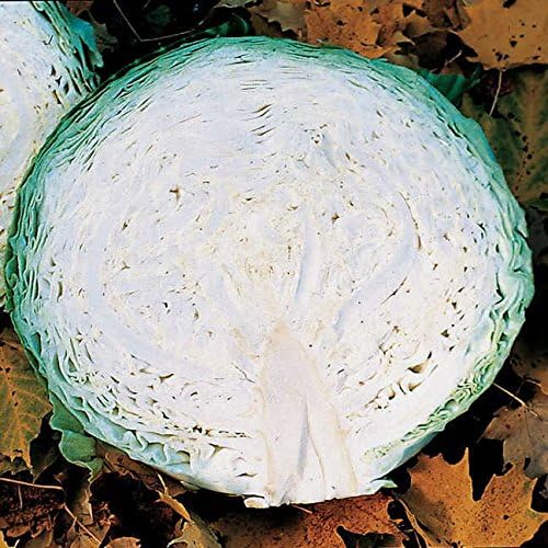 Park Seed Megaton Hybrid Cabbage Seeds, Pack of 50 by ParkSeed