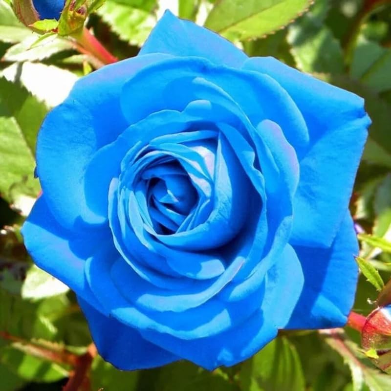 50+ Climbing Rose Seeds Flowers Vine Garden Planting - Image 2
