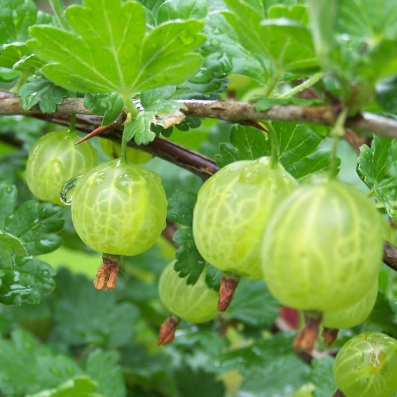 Gooseberry Bush Live Plant, Backyard Berry Shrub, 5-9 Inch Tall - Image 3