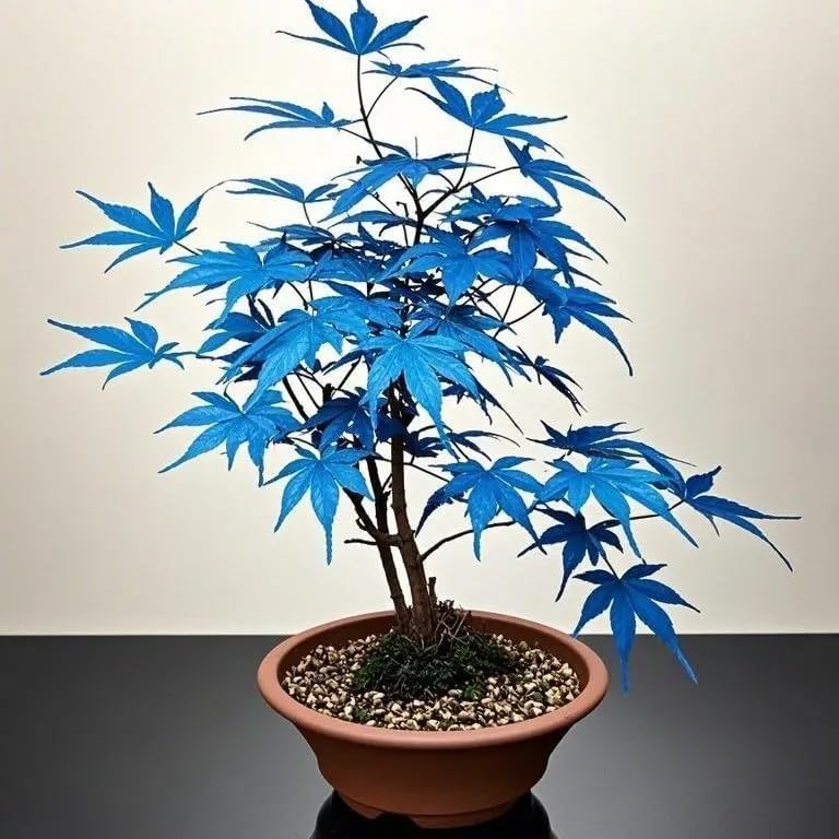 15 Rare Blue Japanese Maple Seeds - Acer Palmatum Ornamental Tree Seeds for Planting - Home Garden Yard and Indoor Bonsai Decor - Image 5