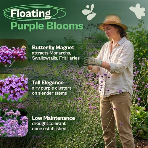SVI 5500 Purpletop Vervain Seeds (Verbena Bonariensis) - Tall Verbena, Purple Blooms, Pollinator Magnet, Perrenial Seed in Seed Packets - Flower Seeds for Home Garden, Borders, Outdoor Flower Beds - Image 3
