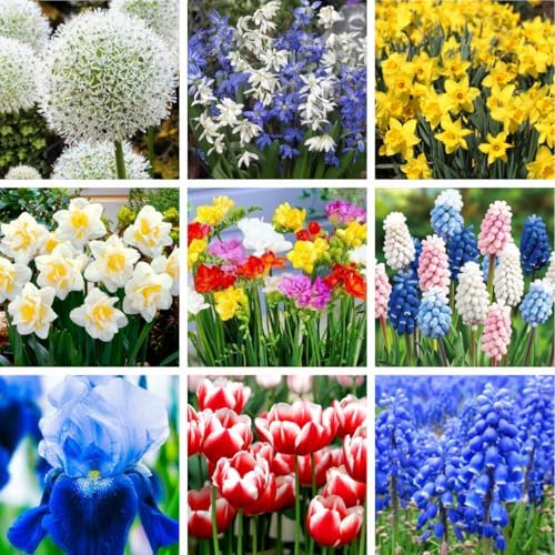 30 Mix Flower Spring Bulb Pack - Assorted Daffodils, Hyacinths and More - Image 5