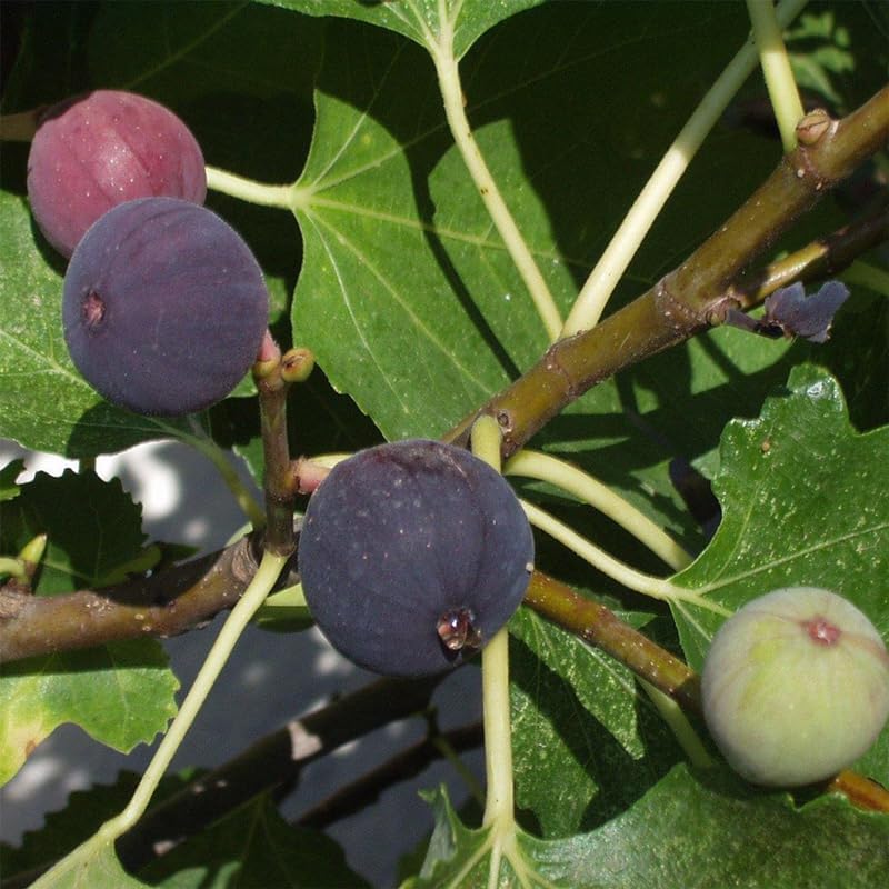 Violette de Bordeaux Fig Trees Live Plants – Set of 4 Starter Fig Plants – Compact, High-Yielding Variety with Rich, Sweet Fruit – Ideal for Containers and Small Gardens – Cold Hardy and Easy to Grow - Image 2