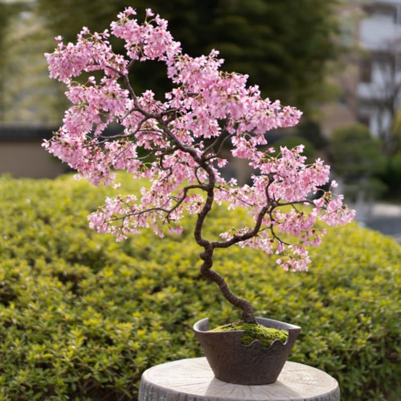 Flowering Cherry Tree Live Plant, Landscape Bloom Tree, 2.5 Inch Pot - Image 4