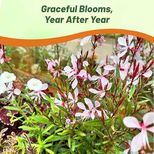 Outsidepride Gaura Seeds - 200 Pcs. Perennial, Drought Tolerant & Low Maintenance, Flower Seeds for Planting Easy to Grow, Vibrant & Tall White-Pink Blooms for Xeriscaping & Pollinator Gardens - Image 5