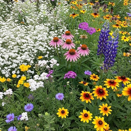 Ferry-Morse Texas & Oklahoma Bulk Wildflower Seeds, 210,000+, 1 lb by FerryMorse