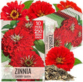 Seed Needs Cherry Queen Zinnia Seeds for Planting Cut Flowers - 10 Packs by SeedNeeds