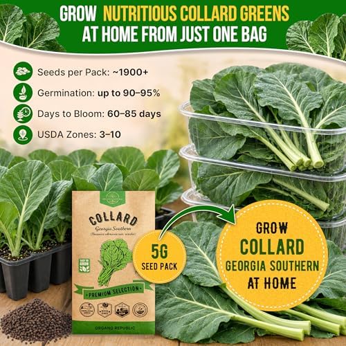 Organo Republic Collard Georgia Southern Seeds Pack 5G - Over 1900 Non-GMO Heirloom Collard Seeds for Planting Vegetable in Individual Seed Packet Vegetables Seeds for Planting Indoor & Outdoor - Image 4