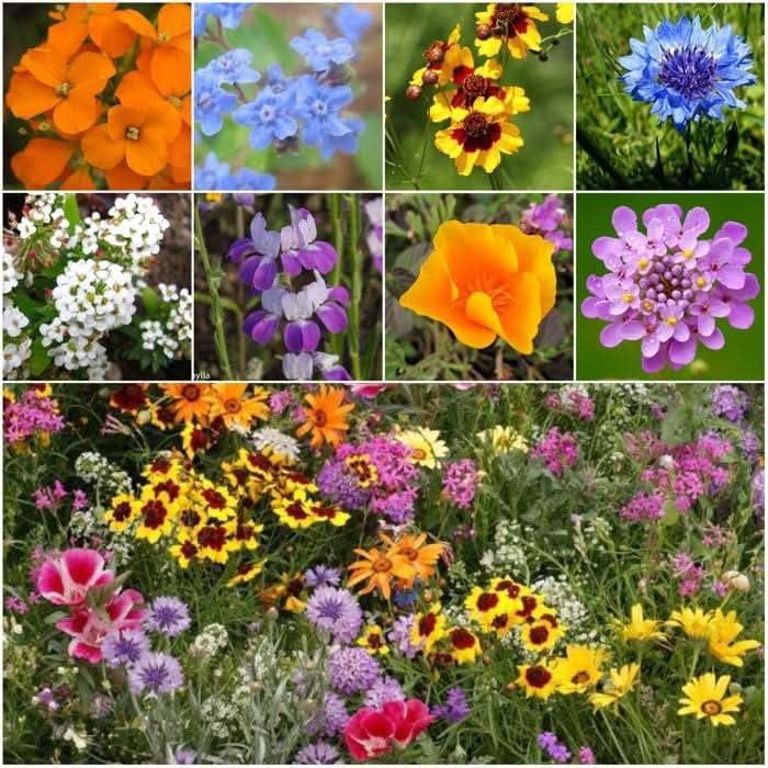 Seed Needs Low Growing Wildflower Flower Seeds for Planting | 10 Packs (1 Ounce Each) Mixture/Blend 17 Varieties | Resealable Package Multicolored Blooms Open Pollinated Mixed Species | Bulk - Image 6