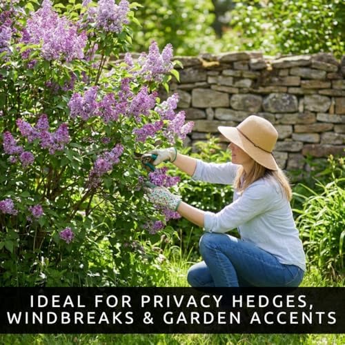 Purple Lilac Live Plants | 3 Seedlings | Fragrant Spring Flowering Shrubs - Image 5