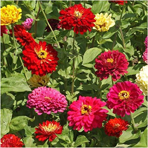 Seed Needs State Fair Zinnia Seeds to Plant Cut Flowers - 2 Packs - Image 3