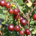 Jeanne Gooseberry Bush Live Plant, 5-9 Inch Tall, Hardy Berry Home Garden by HILROQG