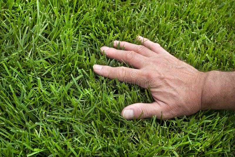Pennington Signature Series Tall Fescue Blend Blue Tag 50 lb Grass Seed Partial Sun - Image 5