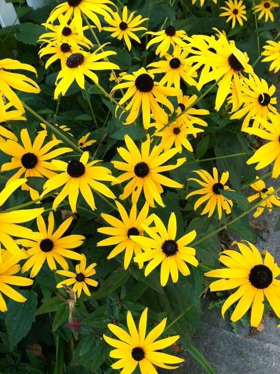 Blackeyed Susan (Rudbeckia hirta) Live Plant in 2.5 inch Pot - Organic Native Pollinator Plant by Smoke Camp Crafts - Image 7