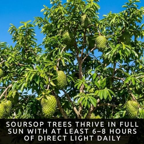 10 Soursop Seeds for Planting | Annona Muricata Tropical Fruit Tree Seeds - Image 5