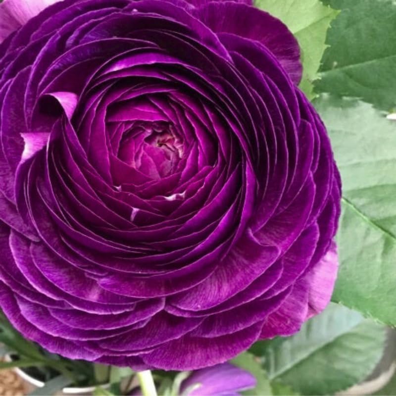 25 Purple Ranunculus Bulbs, Garden Flower Bulbs - Image 4