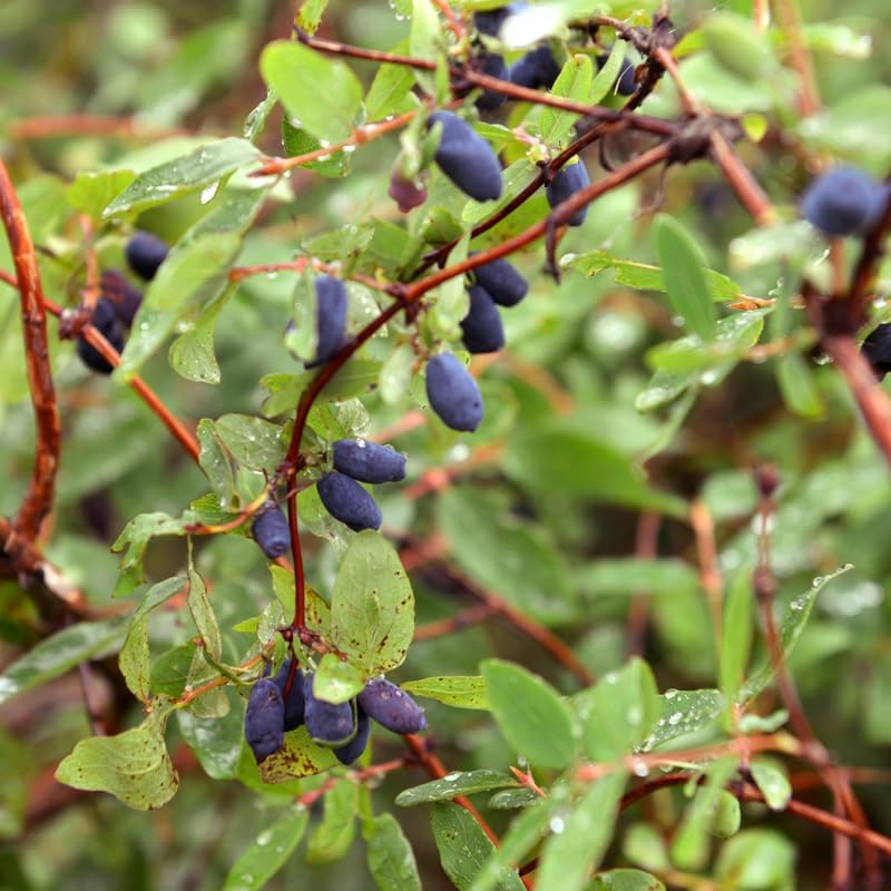 Live Blue Haskap Honeyberry Plant, 4 to 6 Inch Tall Honeyberry Plants - Image 3