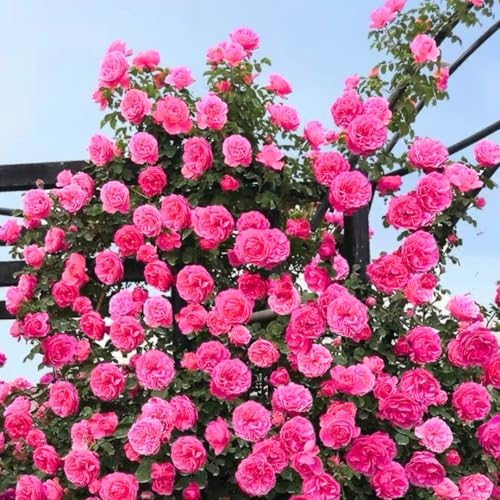 Deep Pink Climbing Rose Live Plant, Hardy, 5-10 Inch Tall - Image 5