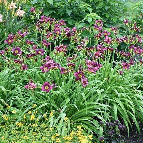 Votaniki Little Grapette Daylily Bare Root - Perennial Daylily, Long Lasting Blooms, Captivating Garden Addition | Outdoor Gardening Daylily Flower Plants (2 Pack) - Image 3