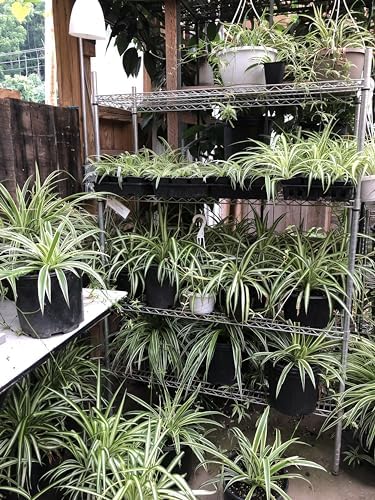 Smoke Camp Crafts Organic Spider Plant Trio, Chlorophytum comosum, Vittatum, Reverse Variegatum, Shamrock, Indoor and Outdoor Plant, Garden Decor, 3 Cuttings - Image 4
