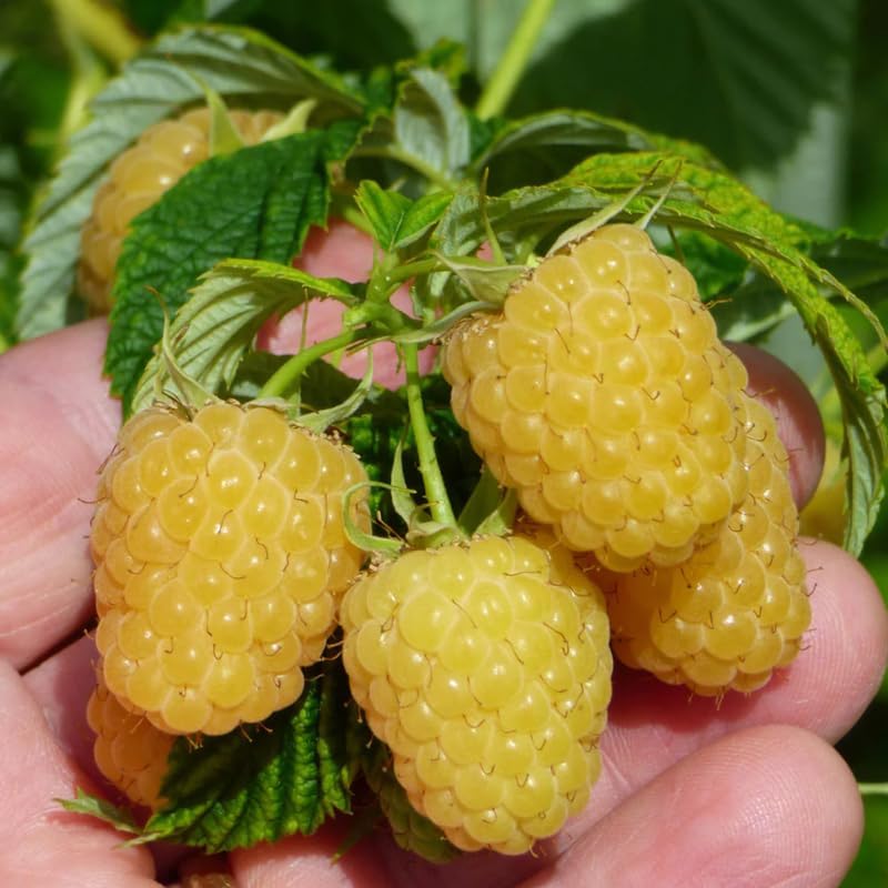 2 Fall Gold Raspberry Plants Live, Edible Berry Bush Plant, 5-10" Tall - Image 5