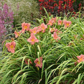 Votaniki Hemerocallis 'Rosey Returns Daylily' - Long Blooming, Perennial Daylily Bare Root for Plant | Perfect Addition to Any Garden - Easy to Gow and Low Maintenance (2 Pack) by Votaniki