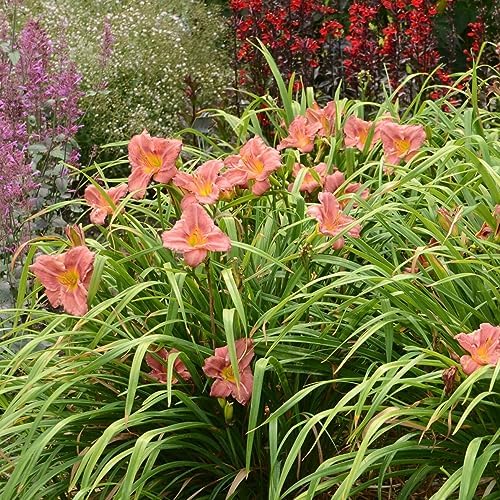 Votaniki Hemerocallis 'Rosey Returns Daylily' - Long Blooming, Perennial Daylily Bare Root for Plant | Perfect Addition to Any Garden - Easy to Gow and Low Maintenance (2 Pack) by Votaniki